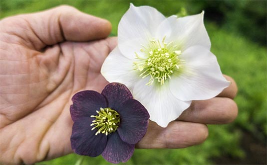 Exclusive Wow!® King-Size Hellebores