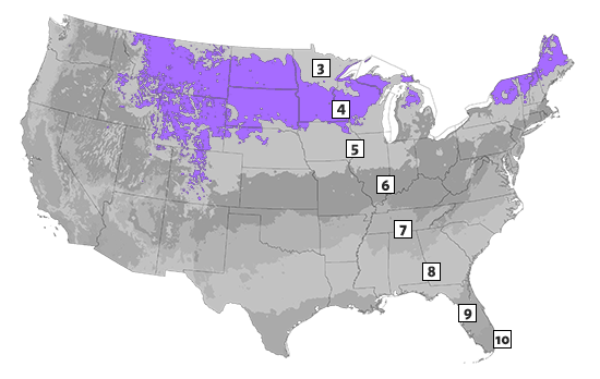 Zone 4 Plants - Find the Best Plants for Hardiness Zone 4 | Breck's