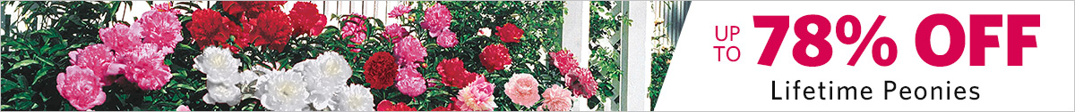 Lifetime Peony Collections