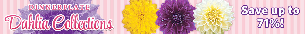 Dinnerplate Dahlia Collections 