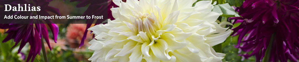 Dahlia Bulbs