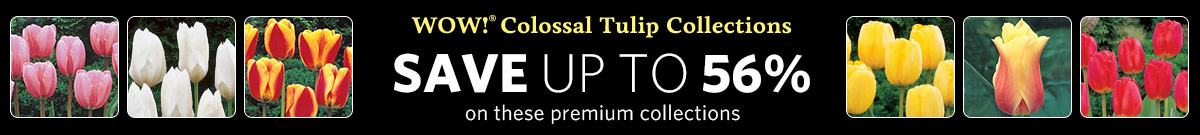 Wow!<sup>®</sup> Tulips