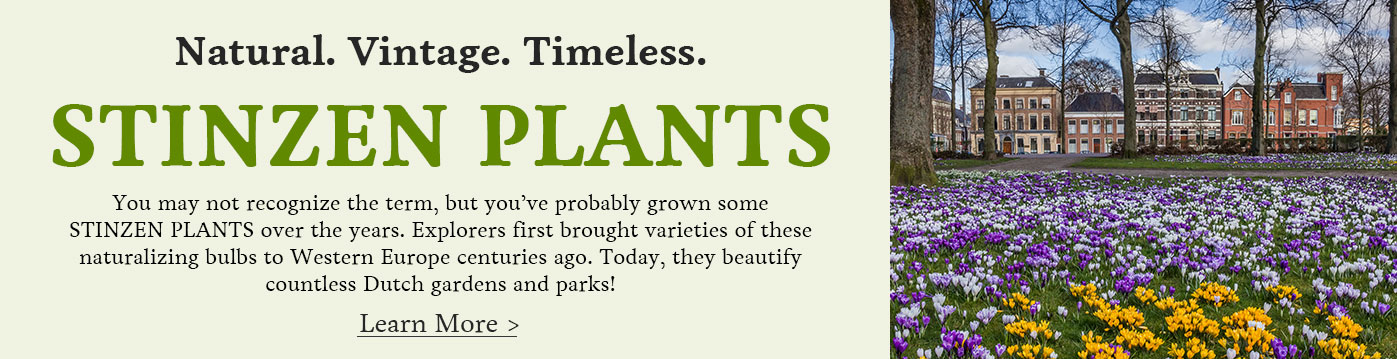 Stinzen Plants