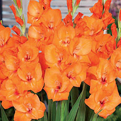 Glamini Gladiolus Jenny