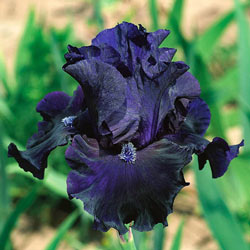 Obsidian Bearded Iris