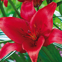 Prunotto Asiatic Lily