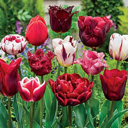 Variatie Red Tulip Mixture