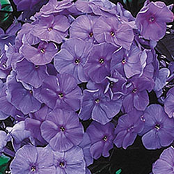 Tall Phlox Collection