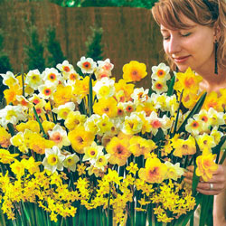 Spectrum Sweet Aroma Daffodil Mixture