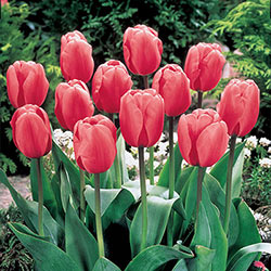 Pink Impression Tulip