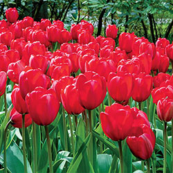 Apeldoorn Tulip