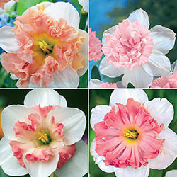 Blushing Brides Pink Daffodil Collection