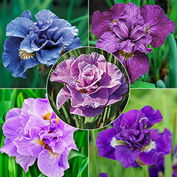 Double Siberian Iris Collection
