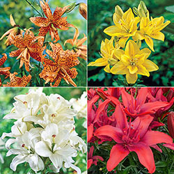 Pollen-Free Double Lily Collection