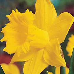 Brecks® Colossal Daffodil
