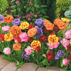 Tulip Mixes and Collections