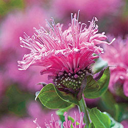 Cranberry Lace Bee Balm
