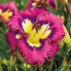 Catcher in the Eye Reblooming Daylily
