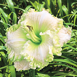 Green Mystique Reblooming Daylily