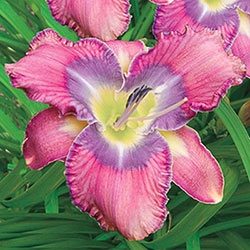 Mildred Mitchell Reblooming Daylily