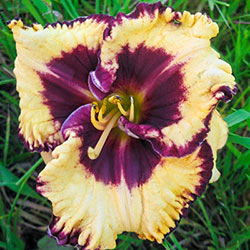 Open Your Eyes Reblooming Daylily