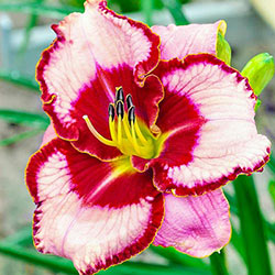 Lies and Lipstick Reblooming Daylily