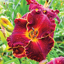 Naughty Red Reblooming Daylily