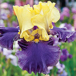 Jurassic Park Reblooming Tall Bearded Iris