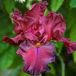 Grateful Red Bearded Iris