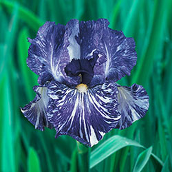 Batik Bearded Iris