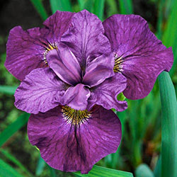 Siberian Iris Collection