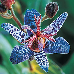 Toad Lily Collection