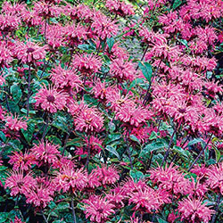 Bee Balm Collection