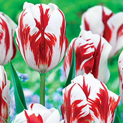 grand perfection 
tulip