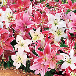 Pink Carpet Border Lilies™