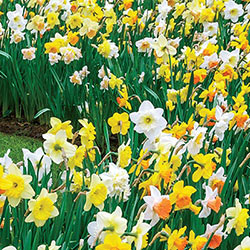 Daffodils For Shade Mixture