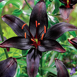 Black Wizard Asiatic Lily