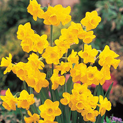 Quail Daffodil
