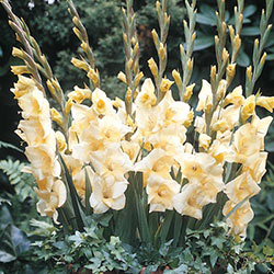 Charlotte Glamini® Dwarf Gladiolus