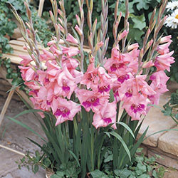 Eva Glamini® Dwarf Gladiolus