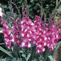 Christoffer Glamini® Dwarf Gladiolus