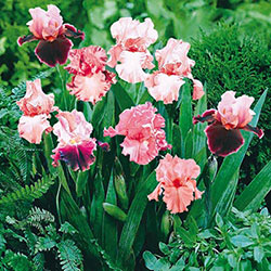 Shades of Pink Bearded Iris Mixture Super Sak®