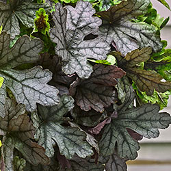 Trailing Tapestry Heucherella Collection