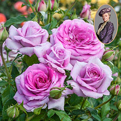 Violet’s Pride Downton Abbey Floribunda Rose