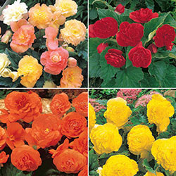 Breck’s Roseform Begonia Collection