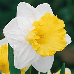Trumpet Daffodil Collection