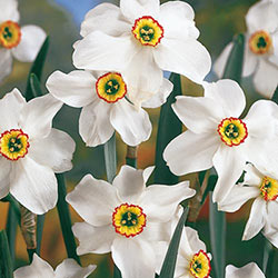 Small Cupped Daffodils