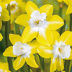 Daffodil Narcissus Mix 60 Days of Daffodils 50 Bulbs