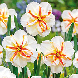 Trepolo Daffodil