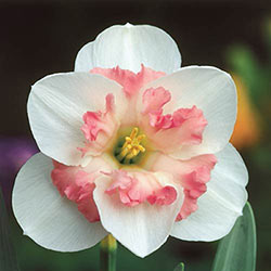 Pink Wonder Daffodil